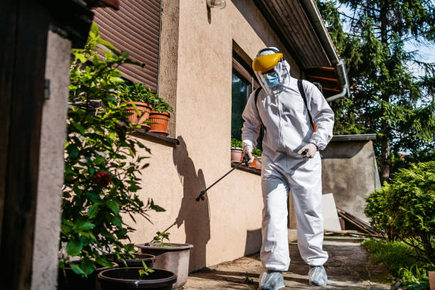 Wasp Removal Services in Catalina Foothills, AZ