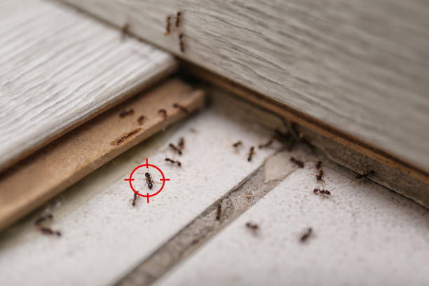 Best Wasp Removal Services  in Catalina Foothills, AZ