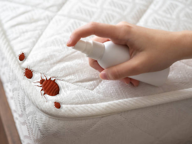Best Residential Pest Control  in Catalina Foothills, AZ